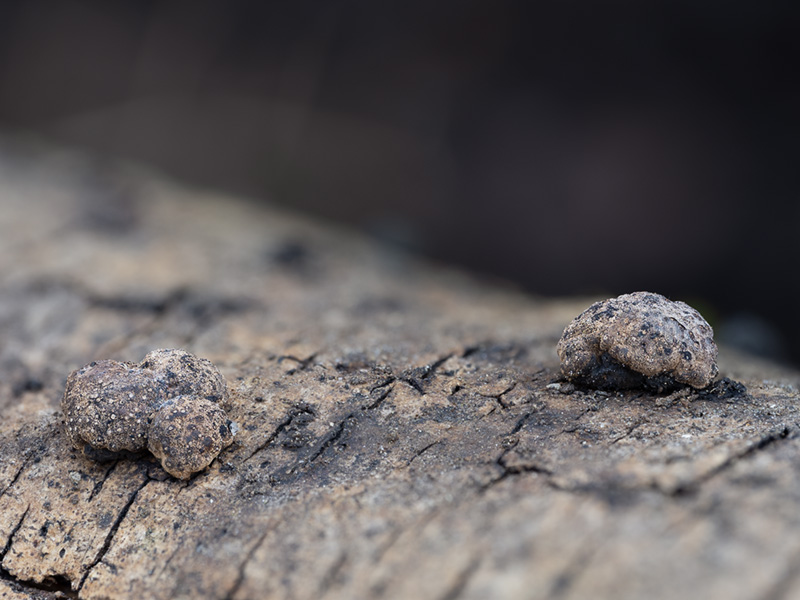 Hypoxylon fraxinophilum